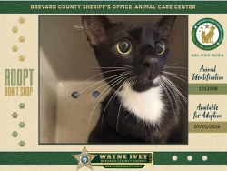Shelter Stray Female Cat last seen Near Japonica Lane, COCOA, FL, 32922, 5100 W Eau Gallie Blvd, Melbourne, FL 32934, USA