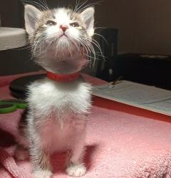 Shelter Stray Female Cat last seen Near W 133rd Avenue, SAN LEANDRO, CA, 94577, 8323 Baldwin St, Oakland, CA 94621, USA