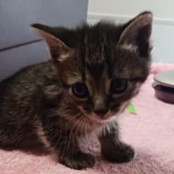 Shelter Stray Female Cat last seen Near W 133rd Avenue, SAN LEANDRO, CA, 94577, 8323 Baldwin St, Oakland, CA 94621, USA