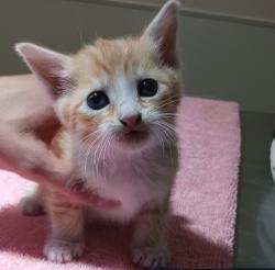 Shelter Stray Male Cat last seen Near W 133rd Avenue, SAN LEANDRO, CA, 94577, 8323 Baldwin St, Oakland, CA 94621, USA