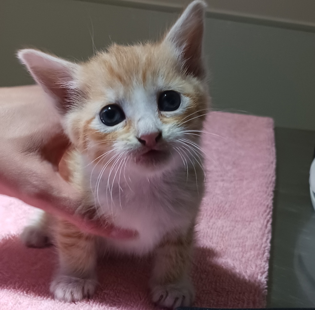 Shelter Stray Male Cat last seen Near W 133rd Avenue, SAN LEANDRO, CA, 94577, 8323 Baldwin St, Oakland, CA 94621, USA