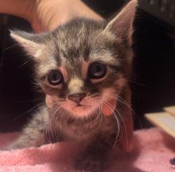 Shelter Stray Male Cat last seen Near W 133rd Avenue, SAN LEANDRO, CA, 94577, 8323 Baldwin St, Oakland, CA 94621, USA