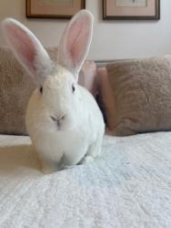 Shelter Stray Female Rabbit last seen FLUSHING, NY, 11354, 326 E 110th St, New York, NY 10029, USA