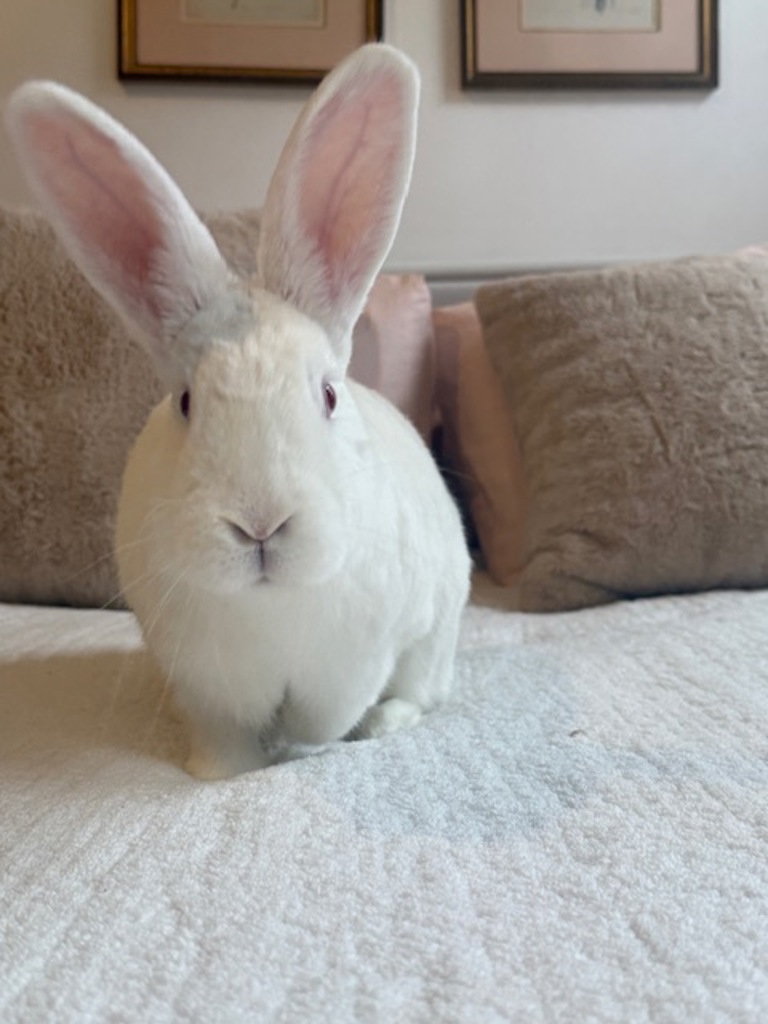 Shelter Stray Female Rabbit last seen FLUSHING, NY, 11354, 326 E 110th St, New York, NY 10029, USA
