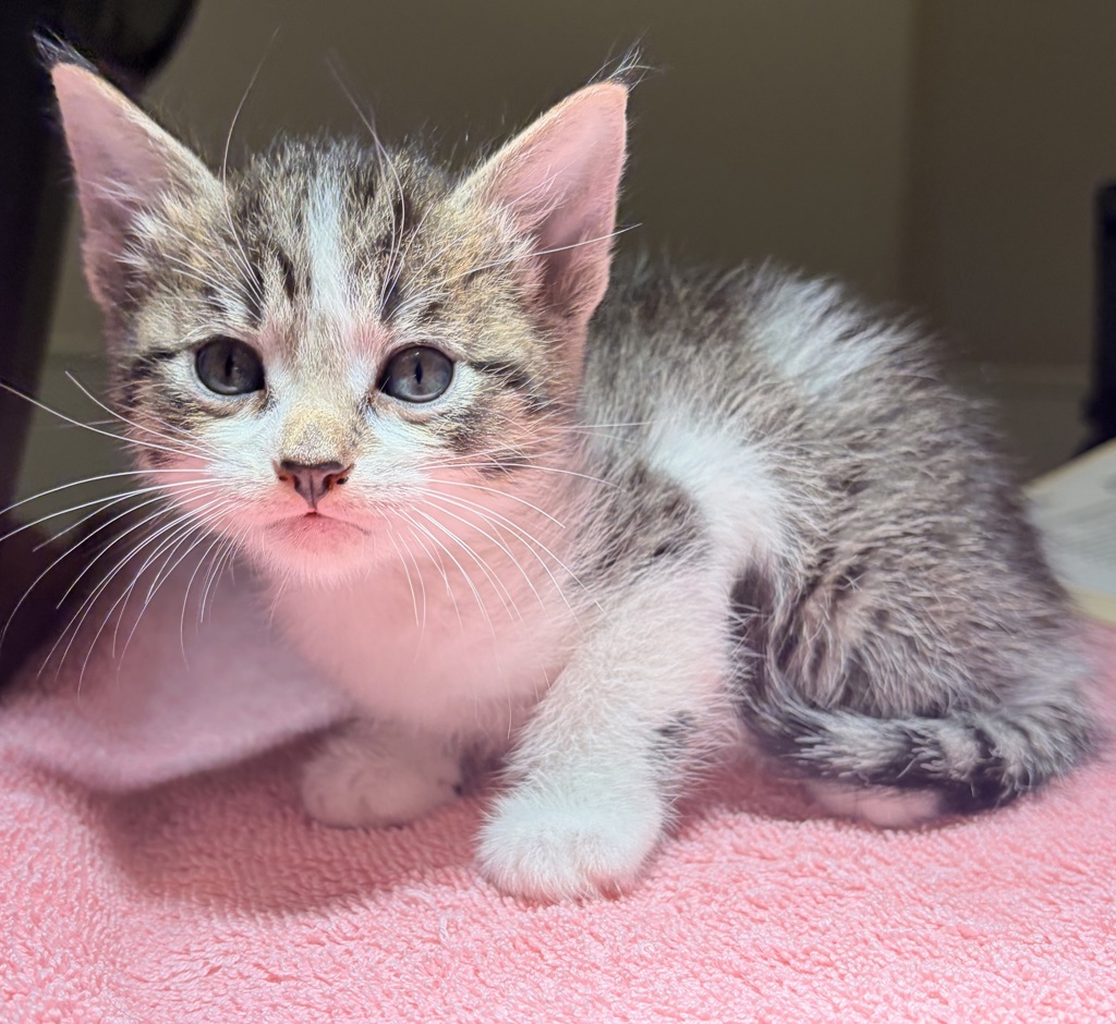 Shelter Stray Female Cat last seen Near W 133rd Avenue, SAN LEANDRO, CA, 94577, 8323 Baldwin St, Oakland, CA 94621, USA