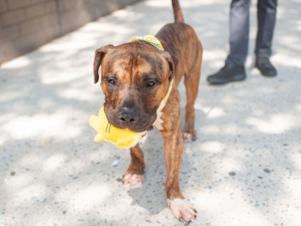 Shelter Stray Male Dog last seen Near 2nd Avenue, NEW YORK, NY, 10029, 326 E 110th St, New York, NY 10029, USA
