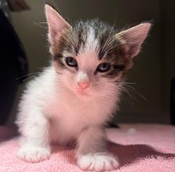 Shelter Stray Female Cat last seen Near W 133rd Avenue, SAN LEANDRO, CA, 94577, 8323 Baldwin St, Oakland, CA 94621, USA