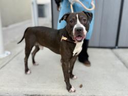 Shelter Stray Male Dog last seen Near E 119th Street, NEW YORK, NY, 10035, 326 E 110th St, New York, NY 10029, USA