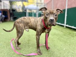 Shelter Stray Male Dog last seen Near E Grand Concourse Street, BRONX, NY, 10452, 326 E 110th St, New York, NY 10029, USA