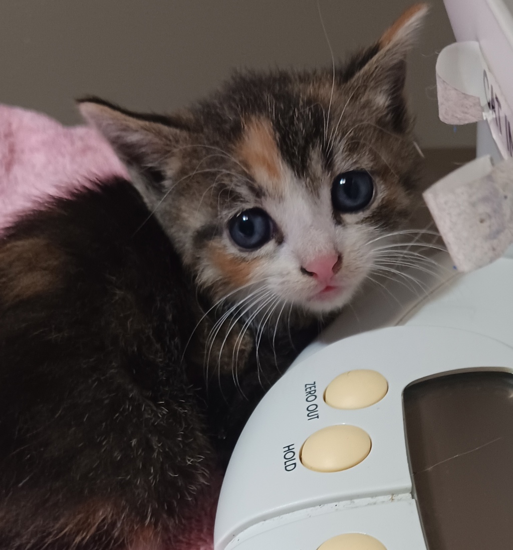 Shelter Stray Female Cat last seen Near W 133rd Avenue, SAN LEANDRO, CA, 94577, 8323 Baldwin St, Oakland, CA 94621, USA