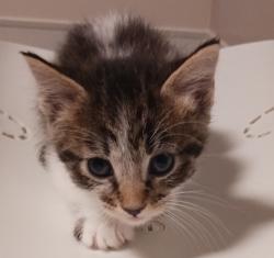 Shelter Stray Female Cat last seen Near W 133rd Avenue, SAN LEANDRO, CA, 94577, 8323 Baldwin St, Oakland, CA 94621, USA