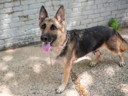 Shelter Stray Female Dog last seen Jefferson Park, NEW YORK, NY, 10029, 326 E 110th St, New York, NY 10029, USA