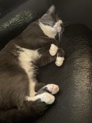 Lost Male Cat last seen Isabella and Pickard, Mount Pleasant, MI 48858