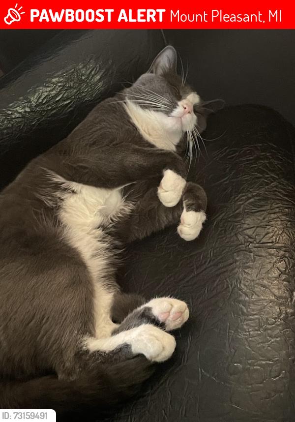 Lost Male Cat last seen Isabella and Pickard, Mount Pleasant, MI 48858