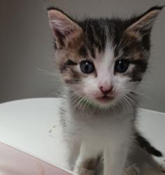 Shelter Stray Male Cat last seen Near W 133rd Avenue, SAN LEANDRO, CA, 94577, 8323 Baldwin St, Oakland, CA 94621, USA