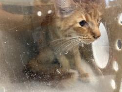 Shelter Stray Male Cat last seen Near Jacobus Place, BRONX, NY, 10463, 326 E 110th St, New York, NY 10029, USA