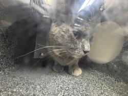 Shelter Stray Female Cat last seen Near Waterbury Avenue, BRONX, NY, 10462, 326 E 110th St, New York, NY 10029, USA