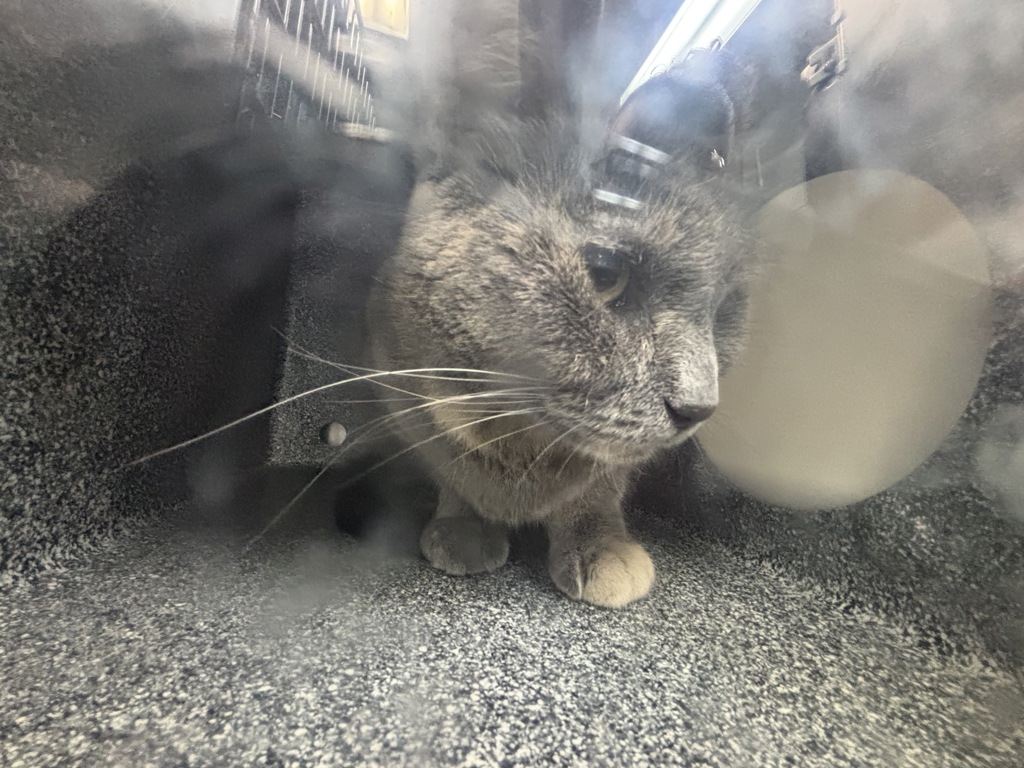 Shelter Stray Female Cat last seen Near Waterbury Avenue, BRONX, NY, 10462, 326 E 110th St, New York, NY 10029, USA