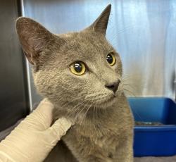 Shelter Stray Male Cat last seen SE 117th ave & SE Holgate, PORTLAND, OR, 97266, 1700 W Historic Columbia River Hwy, Troutdale, OR 97060, USA