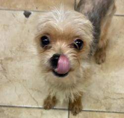 Shelter Stray Male Dog last seen E Burnside / SE 162nd, PORTLAND, OR, 97233, 1700 W Historic Columbia River Hwy, Troutdale, OR 97060, USA