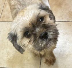 Shelter Stray Female Dog last seen E Burnside / SE 162nd, PORTLAND, OR, 97233, 1700 W Historic Columbia River Hwy, Troutdale, OR 97060, USA