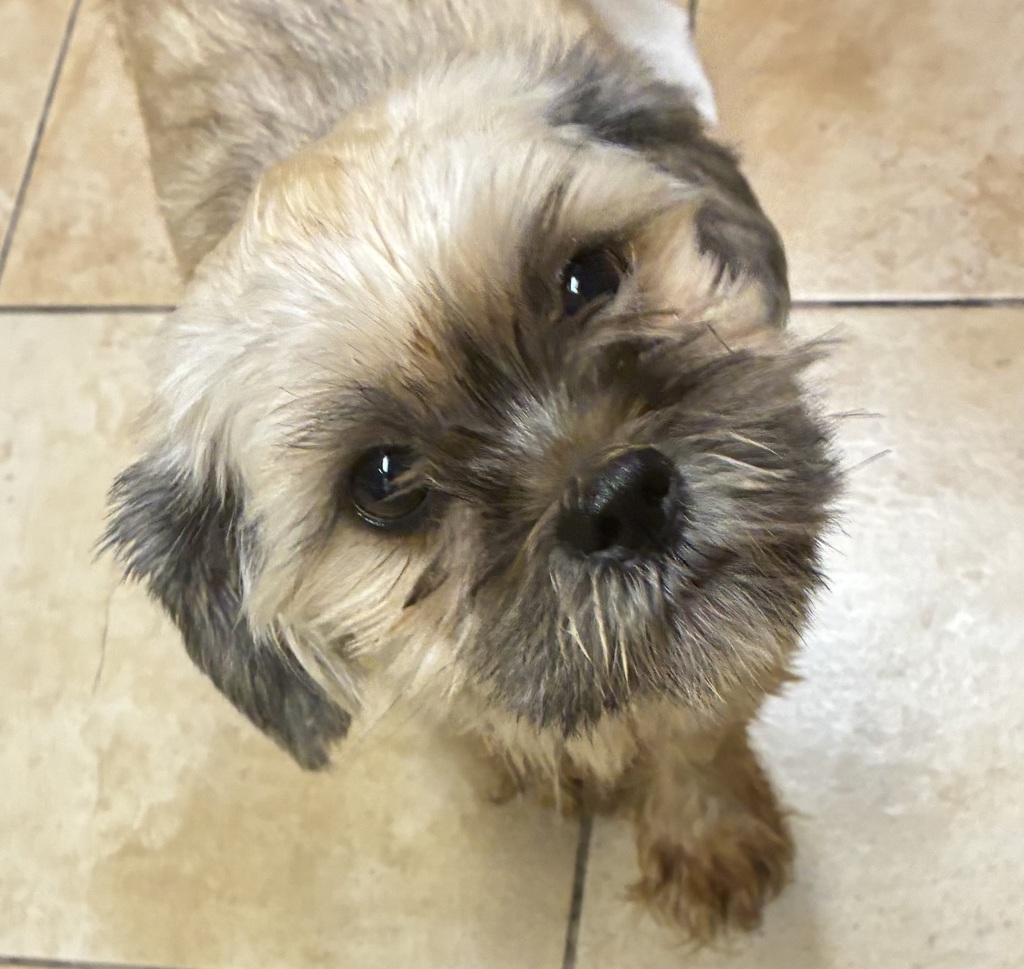 Shelter Stray Female Dog last seen E Burnside / SE 162nd, PORTLAND, OR, 97233, 1700 W Historic Columbia River Hwy, Troutdale, OR 97060, USA