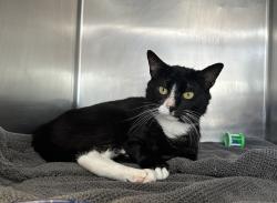 Shelter Stray Unknown Cat last seen S Bridge Street, STATEN ISLAND, NY, 10309, 3139 Veterans Rd W, Staten Island, NY 10309, USA