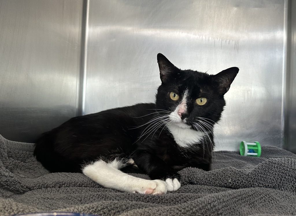 Shelter Stray Male Cat last seen S Bridge Street, STATEN ISLAND, NY, 10309, 3139 Veterans Rd W, Staten Island, NY 10309, USA