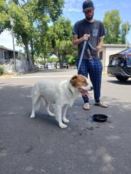Reunited Male Dog last seen Eleven Oaks Mobile home park, North Highlands, CA 95660