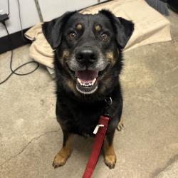 Shelter Stray Male Dog last seen SE Sedgwick Road, Port Orchard, WA, 98366, 9167 Dickey Rd NW, Silverdale, WA 98383, USA