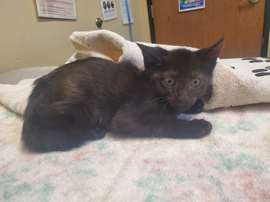 Shelter Stray Female Cat last seen Near Heritage Street, Oceanside, CA, 92058, Oceanside, CA 92058, USA