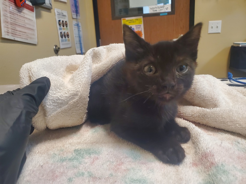 Shelter Stray Male Cat last seen Near Heritage Street, Oceanside, CA, 92058, Oceanside, CA 92058, USA