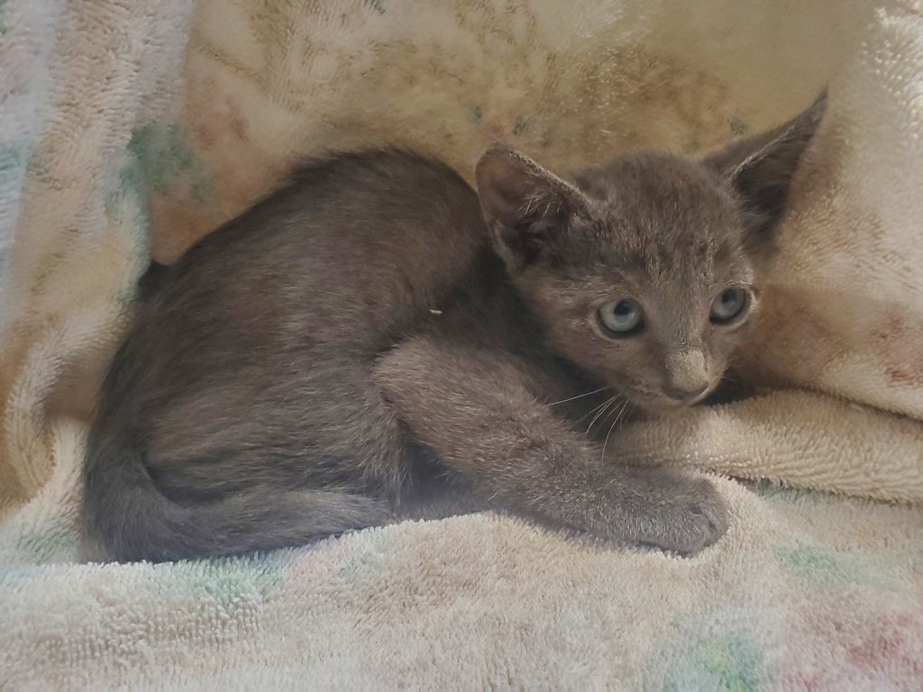 Shelter Stray Female Cat last seen Near Heritage Street, Oceanside, CA, 92058, Oceanside, CA 92058, USA