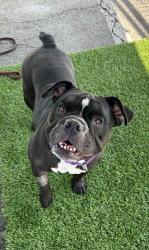 Shelter Stray Female Dog last seen Near Puritan Way, Oceanside, CA, 92057, Oceanside, CA 92058, USA