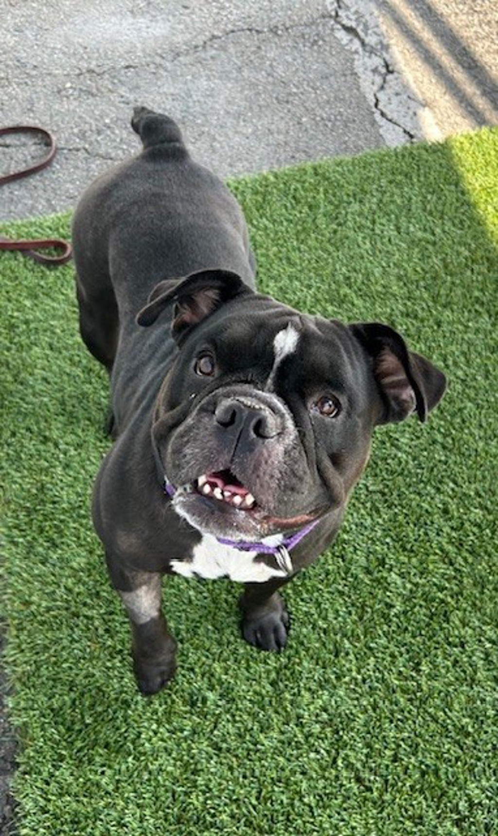 Shelter Stray Female Dog last seen Near Puritan Way, Oceanside, CA, 92057, Oceanside, CA 92058, USA