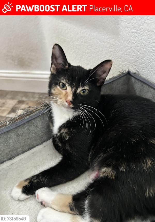 Lost Female Cat last seen Near Oak Leaf Circle Placerville, Placerville, CA 95667