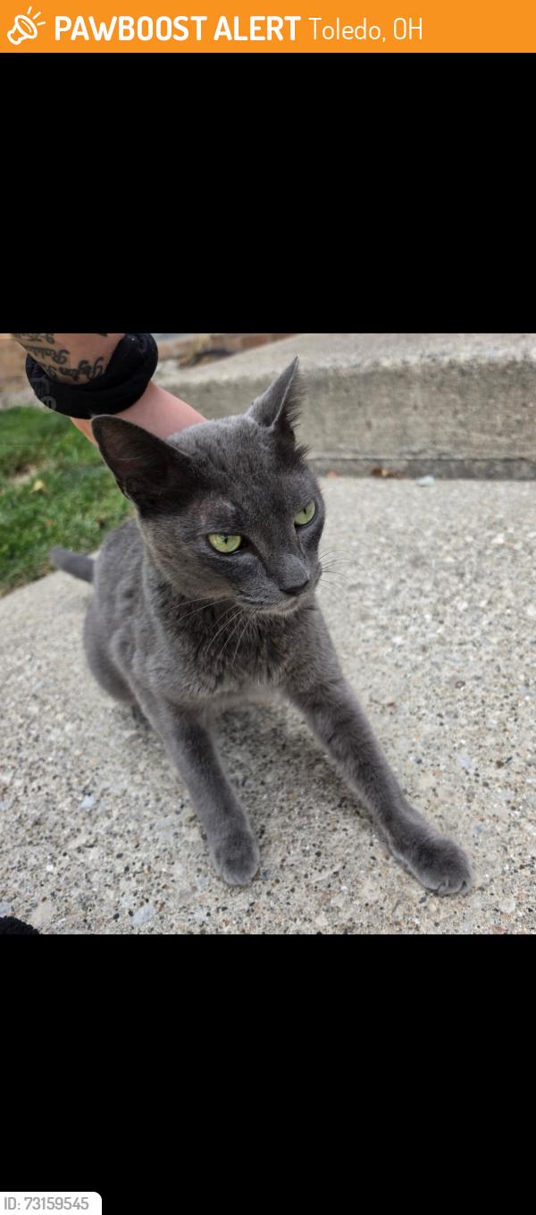 Found/Stray Male Cat last seen Near Toledo botanical, Toledo, OH 43615