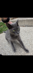 Found/Stray Male Cat last seen Near Toledo botanical, Toledo, OH 43615