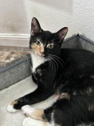 Lost Female Cat last seen Near Oak Leaf Circle Placerville, Placerville, CA 95667