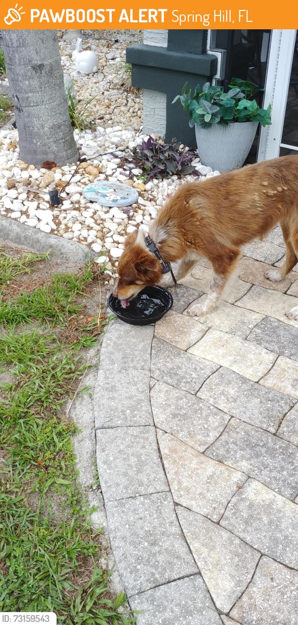 Found/Stray Female Dog last seen Sutton Pl., Spring Hill, FL 34608