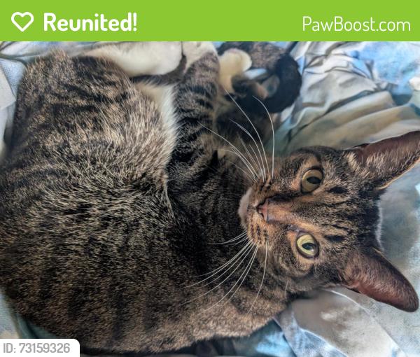 Reunited Female Cat last seen Trotter rd, Indianapolis, IN 46113