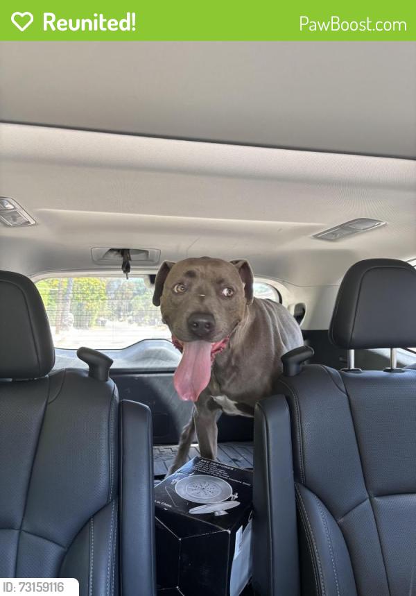 Reunited Male Dog last seen Wheatland Ave and Colbrook, Los Angeles, CA 91352