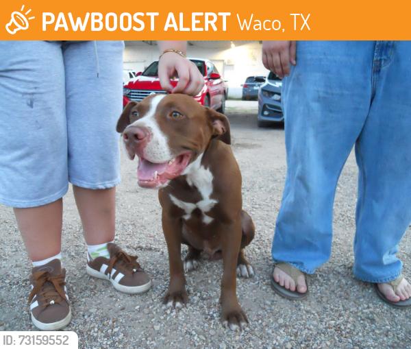 Found/Stray Male Dog last seen Waco Drive, Chestnut, Mckeen, Elm St., Waco, TX 76704