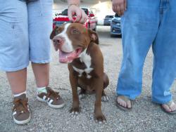 Found/Stray Male Dog last seen Waco Drive, Chestnut, Mckeen, Elm St., Waco, TX 76704