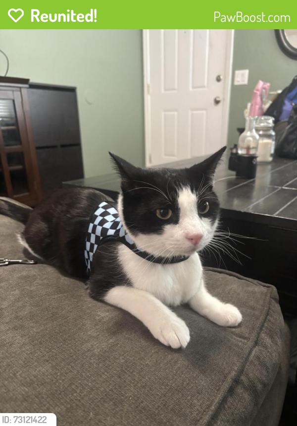 Reunited Male Cat last seen NE Rosa Parks Way and NE 35th Place, Portland, OR 97211