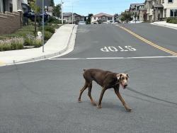 Found/Stray Unknown Dog last seen Oakley, Antioch, CA 94509