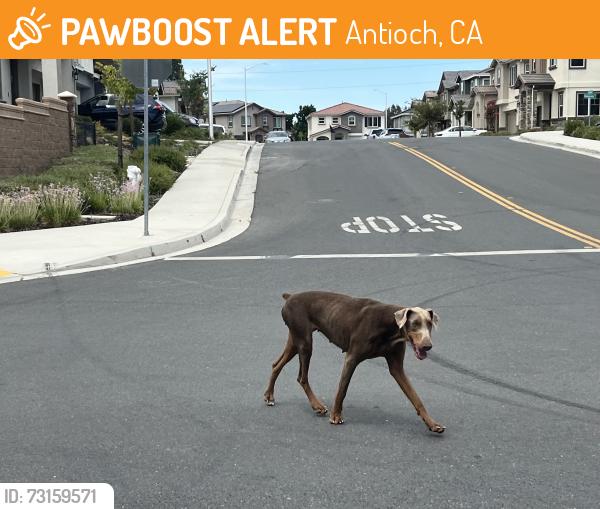 Found/Stray Unknown Dog last seen Oakley, Antioch, CA 94509