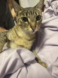 Reunited Female Cat last seen White rd, San Jose, CA 95127
