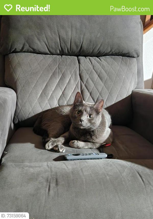Reunited Male Cat last seen Barker cypress/529, Katy, TX 77449