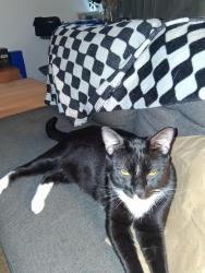 Lost Male Cat last seen CGB and E Lake Fox, Winter Haven, FL 33884